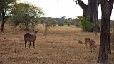 TANZANIA - Tarangire National Park - 39